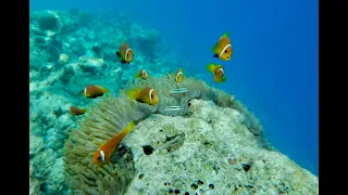 Snorkeling at Vilamendhoo