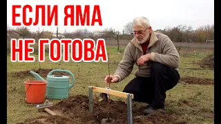 Неожиданный саженец / Если яма не готова / Игорь Билевич