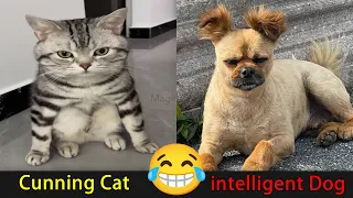 😍Have a Good time with Cunning Cats and intelligent Dogs😽🐶Fantastic Animals Where to Find 30th🤣🦄