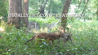 Coyote and baby deer at the end of June. #coyote #babydeer #cuteanimals