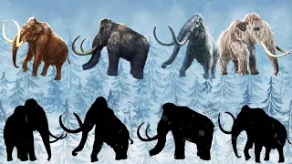 CUTE ANIMALS Mammoth, Woolly mammoth, Holhut 귀여운 동물 매머드, 털 매머드, 홀헛