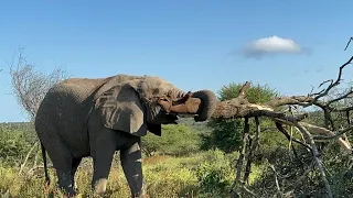 Elephant Bull Fishan Surprises Us All & Pulls Up an Entire Tree from the Ground