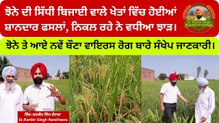 Excellent Crop Stand of Paddy which Sown by DSR method.. Expected high Yield.