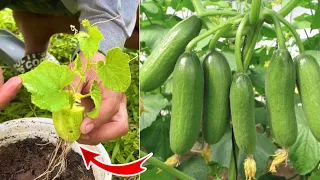 Cucumber planting techniques from cucumber fruit using Coca-Cola | Growing Cucumber