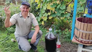 Home winemaking. Making red wine from grape berries at home. Part 2.