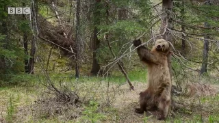 Bears Dancing To 'Jungle Boogie' | Planet Earth II