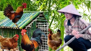 3 days: Build bamboo houses for chickens