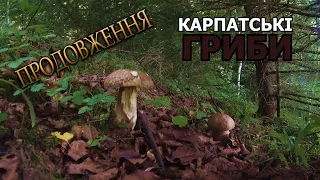 Карпати. Дземброня. ГРИБИ 2 ПРОДОВЖЕННЯ!