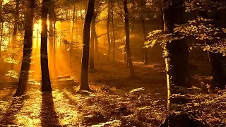 Beautiful Relaxing Music, Peaceful Soothing Instrumental Music, "Golden Autumn October" Healing Soul