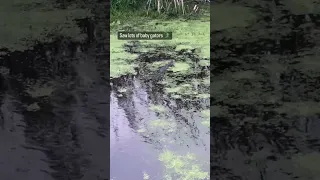 Baby Gator on Lake Apopka #shorts