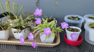 Look how awesome this Pinguicula looks! Carnivorous plants 2024