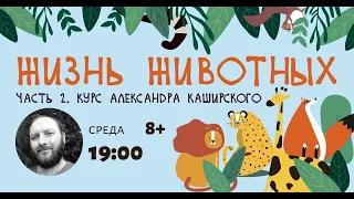 Курс Александра Каширского "Жизнь животных-2" 10 лекций. Возраст 6+ Лекция №1 Кошачьи