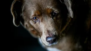 Bobi ist der älteste Hund der Welt | AFP
