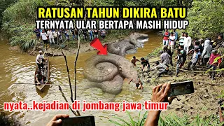 jombang jawa timur gempar.!ratusan tahun dikira batu ternyata ular bertapa