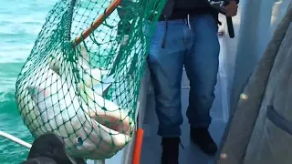 large cod caught off brighton marina