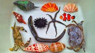 Finding hermit crab and sea crab, snail, conch, shell, starfish, ornamental fish, clownfish, clam