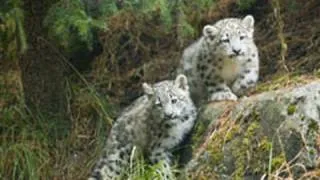 Snow Leopard KITTENS!