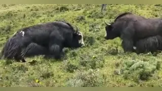 Hornless Yak Fight with a Huge black Yak