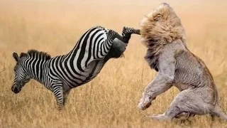 When Prey Fights Back | Most Amazing Animal Attack Fails 2016