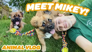 I GOT A DOG! 🐶 + ANIMAL UPDATES & OPENING PACKAGES