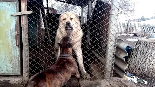 Алабай Бек и питбуль Вайпер дружбаны.