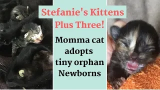 Hero Momma Cat nurses Orphans with her own Kittens!