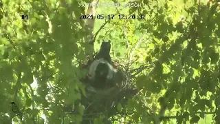 Уютное гнездо ворон 05.17  часть 2 🐣🐣🐣🐣🐣🐣