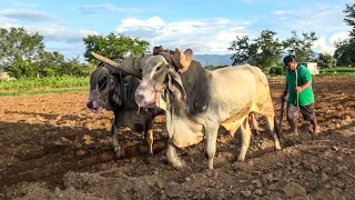 Oaxaca Tierra Bendita. San Antonino Castillo Velasco #YUNTAS #TOROS #OAXACA #GANADO #AGRICULTURA