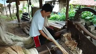 Paano makukuha ang abaca pulp to abaca fibre lay lay variety.