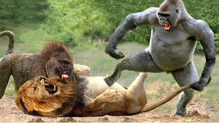 OMG! Angry Monkeys Pulling Together To Lion Territory Take Down All Lions To Avenge For Their Baby