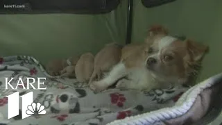 After every puppy in her litter died, dog 'adopts' orphan puppies