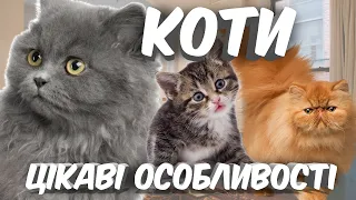 Коти. Цікаві факти про котів. Особливості котів.