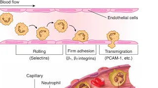 Cellular phase of acute inflammation