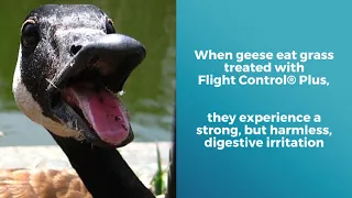 What is Flight Control® Plus? The Solution to your Goose Problems!