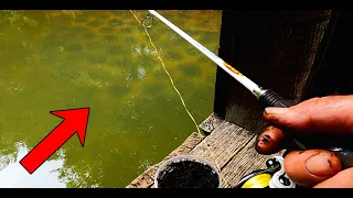 Bluegill Fishing for Dinner Using Live Worms as Bait ! ! !