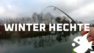 Hechtangeln im Winter mit Gummifisch FPS Stryker und Angelrute Sensai II - Fishingprofi