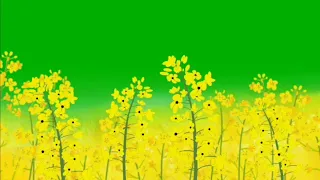 Flowers blooming green screen effects HD Free Footage || flower plants chroma key hd video