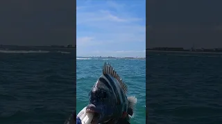 HUGE Sheepshead Caught At The Port Canaveral Dangerous Rocks On My Kayak! #shorts