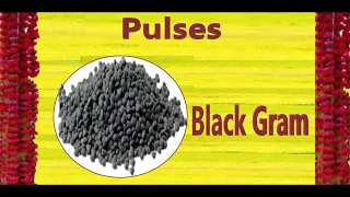 Pulses | Names of Pulses