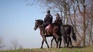 Dokument Policejní kůň | TV Cheval