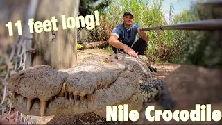 Training A Crocodile!