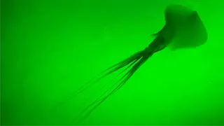 Juvenile Magnapinna Squid - Deepsea Oddities