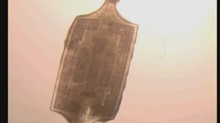 Organs on a chip