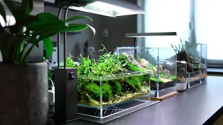 How To Make a Mini Indoor Pond - DOOA Neo Glass Air 30x18x12