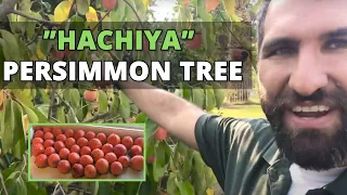 “Hachiya” Persimmon Tree - Back Yard Orchard