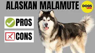 Alaskan Malamute 101 - Pros and Cons of Owning