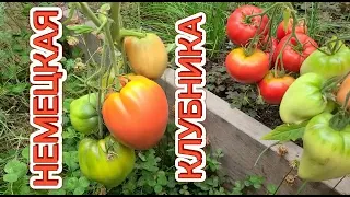 ТОМАТ НЕМЕЦКАЯ КЛУБНИКА. ОБЗОР КУСТА. СЕЗОН 2021.