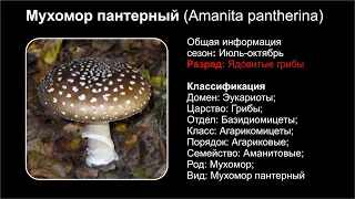 Мухомор пантерный (Amanita pantherina)