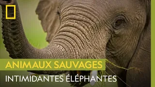 Les éléphantes, mamans les plus intimidantes de la planète