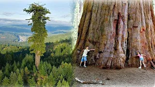 Hyperion Tree | The tallest living tree in the world